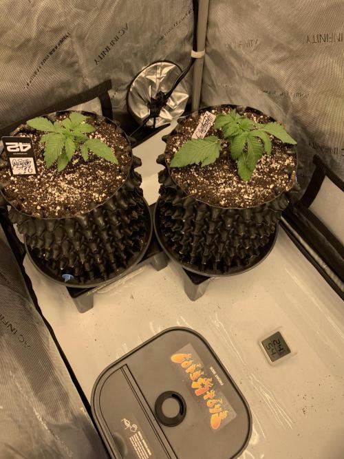 6.Grow: Papayton. Week 4