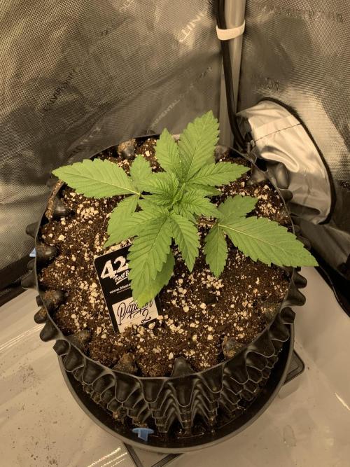 6.Grow: Papayton. Week 4