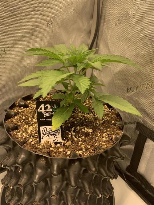 6.Grow: Papayton. Week 5