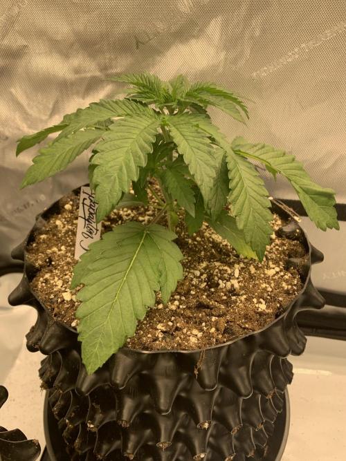 6.Grow: Papayton. Week 5