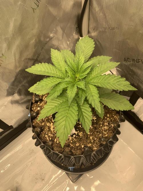 6.Grow: Papayton. Week 5