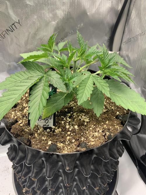 6.Grow: Papayton. Week 5