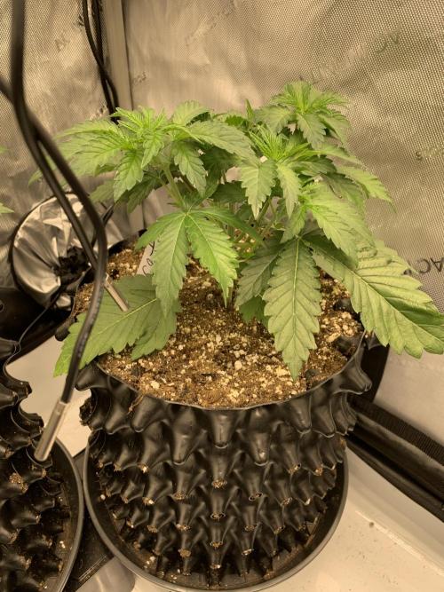 6.Grow: Papayton. Week 5