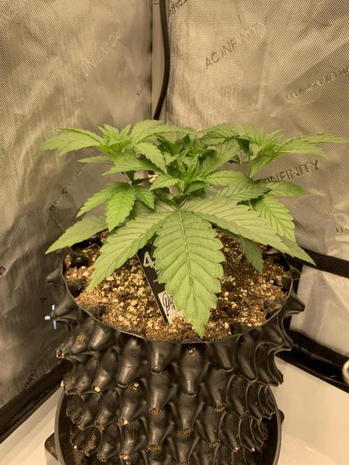 6.Grow: Papayton. Week 5