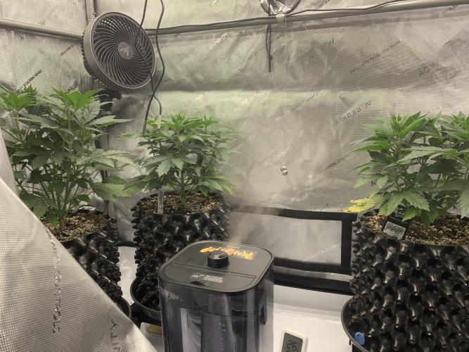 6.Grow: Papayton. Week 6