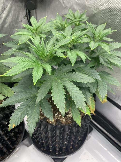 6.Grow: Papayton. Week 6