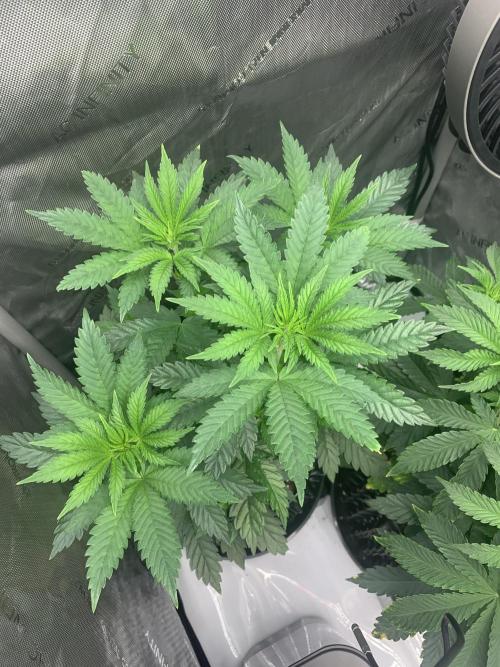 6.Grow: Papayton. Week 7