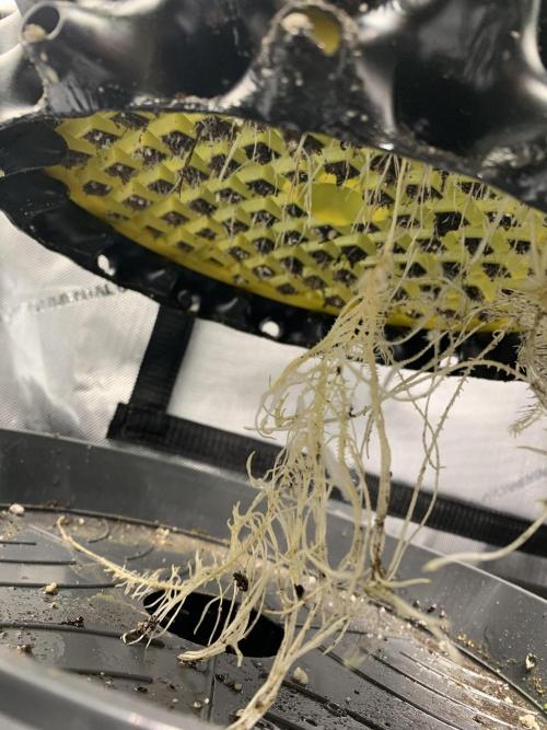 6.Grow: Papayton. Week 7