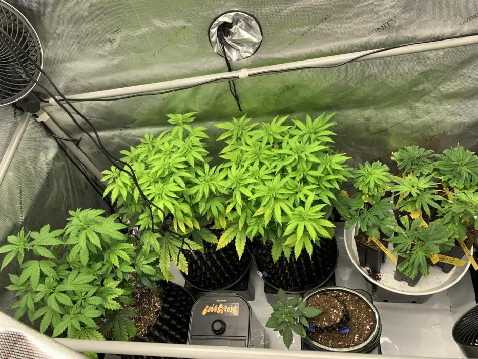 6.Grow: Papayton. Week 9