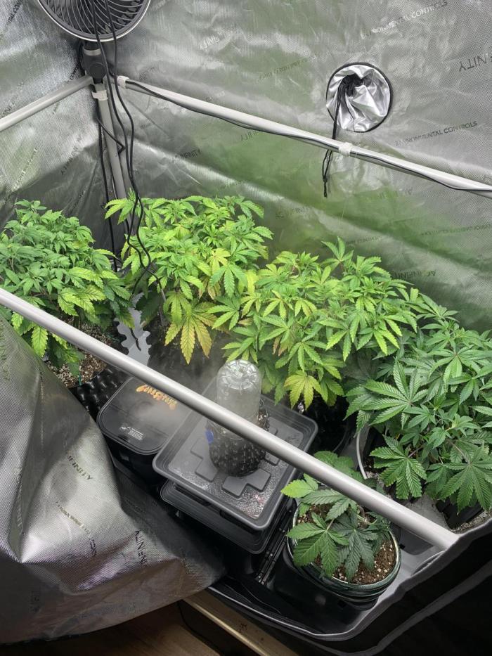 6.Grow: Papayton. Week 10