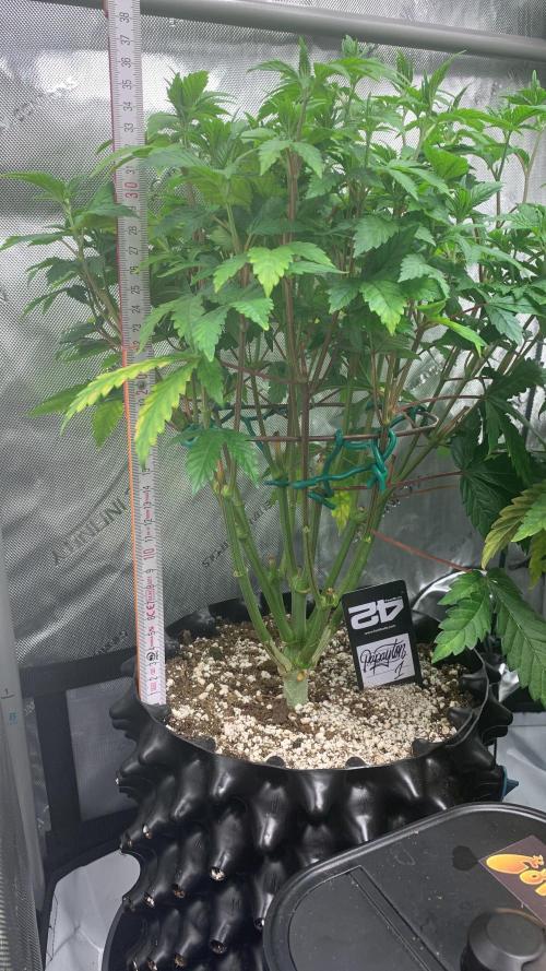 6.Grow: Papayton. Week 11