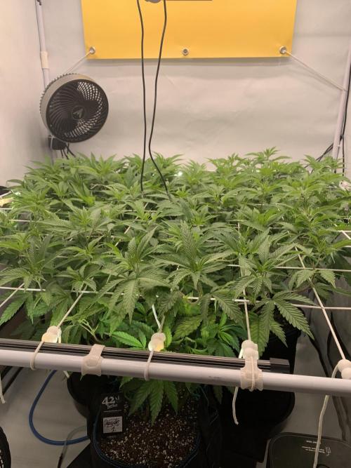 6.Grow: Papayton. Week 13 - 1.1.26