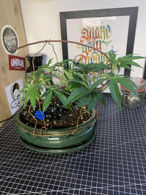 1.Bonsai: Lemon Cherry Runtz✌️. Week 7