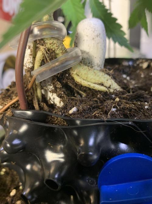 1.Bonsai: Lemon Cherry Runtz✌️. Week 7