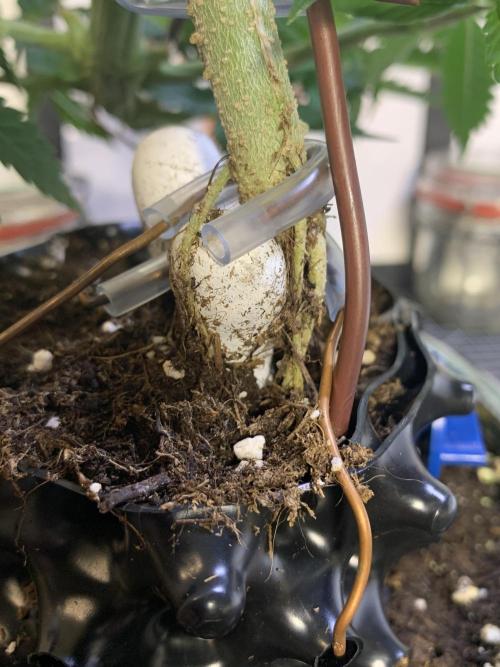 1.Bonsai: Lemon Cherry Runtz✌️. Week 7