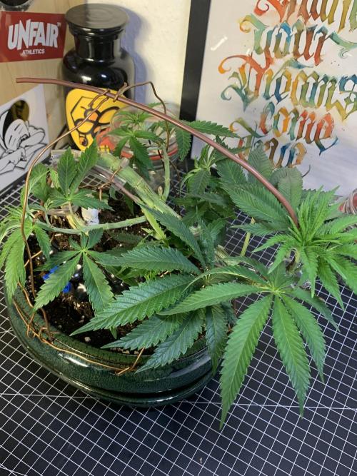 1.Bonsai: Lemon Cherry Runtz✌️. Week 7