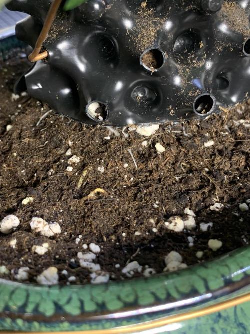 1.Bonsai: Lemon Cherry Runtz✌️. Week 7