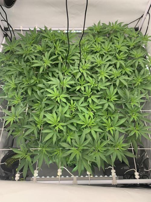 6.Grow: Papayton. Week 13 - 3.1.