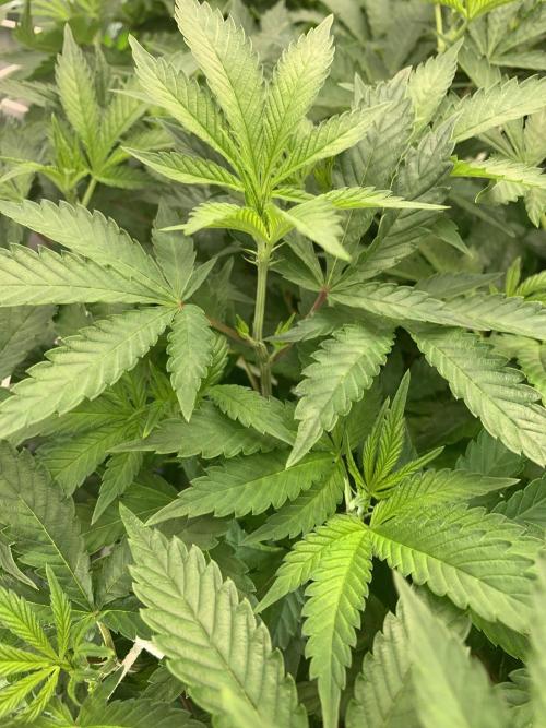 6.Grow: Papayton. Week 13 - 3.1.