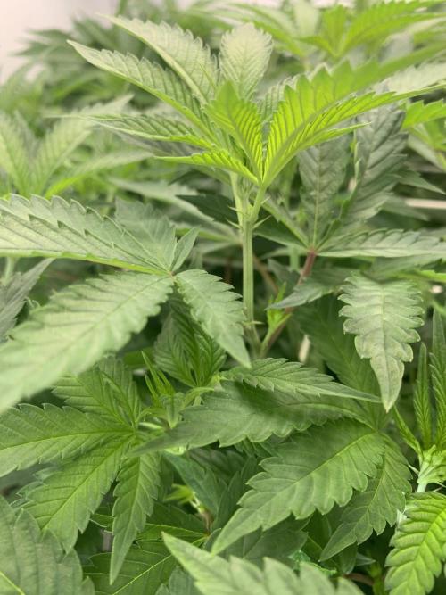 6.Grow: Papayton. Week 13 - 3.1.