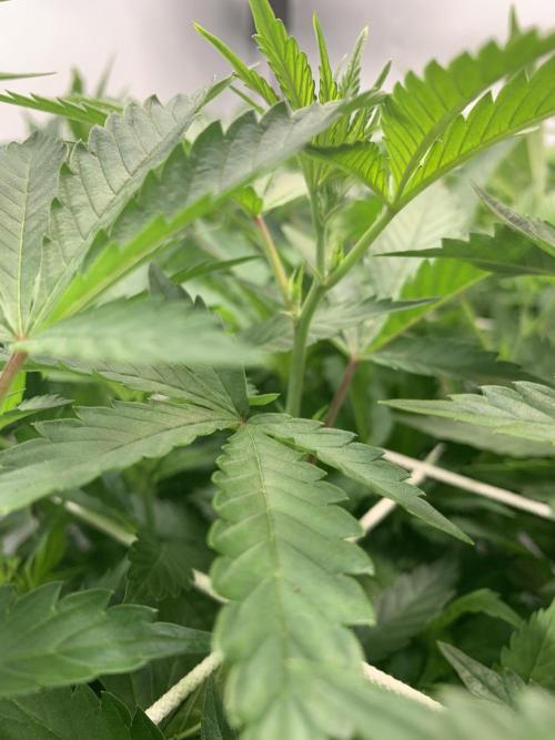 6.Grow: Papayton. Week 13 - 3.1.