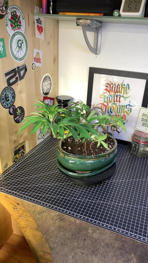 1.Bonsai: Lemon Cherry Runtz✌️