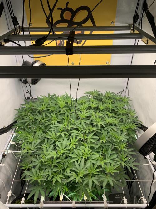 6.Grow: Papayton. Week 13 - 5.1.