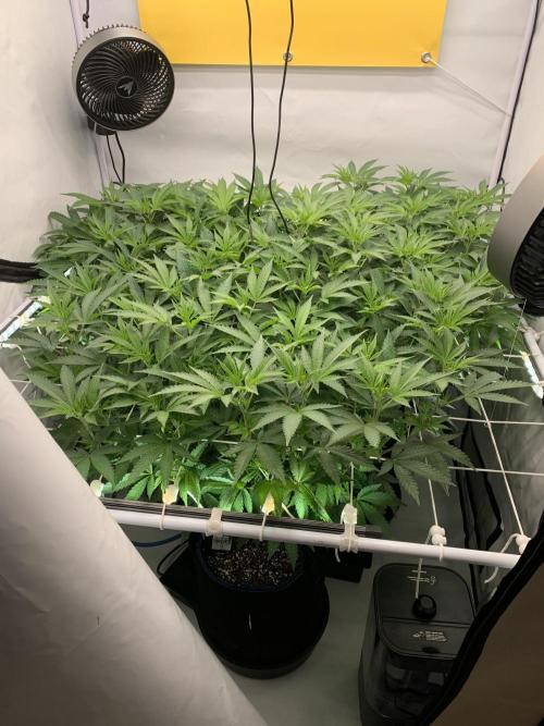 6.Grow: Papayton. Week 13 - 6.1.