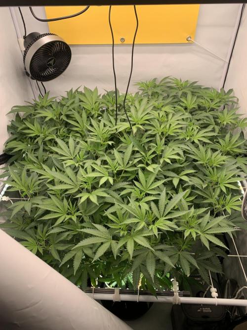 6.Grow: Papayton. Week 14 - 8.1.