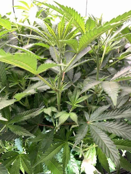 6.Grow: Papayton. Week 14 - 8.1.