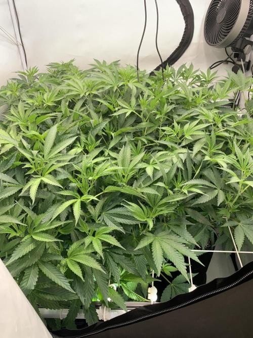 6.Grow: Papayton. Week 14 - 8.1.