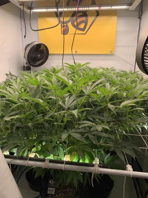 6.Grow: Papayton. Week 14 - 9.1.