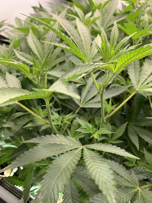 6.Grow: Papayton. Week 14 - 9.1.