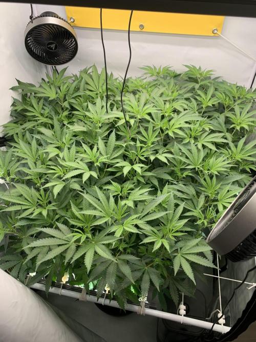 6.Grow: Papayton. Week 14 - 9.1.