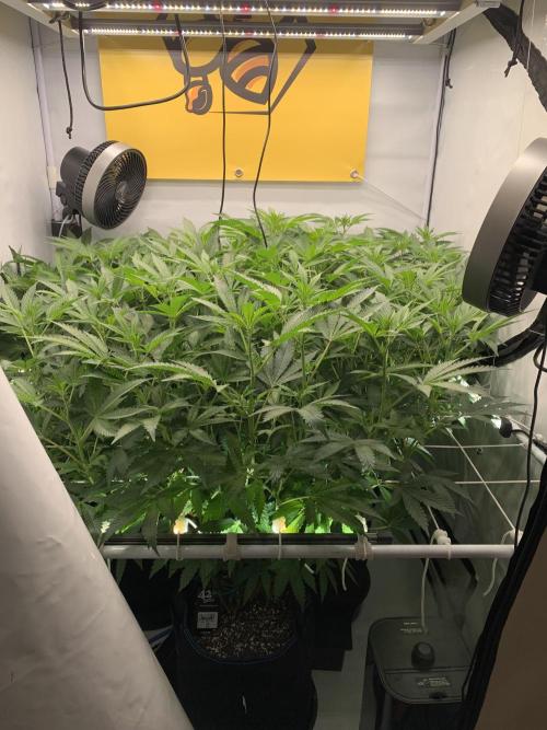 6.Grow: Papayton. Week 14 - 10.1.