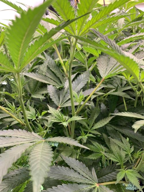 6.Grow: Papayton. Week 14 - 10.1.