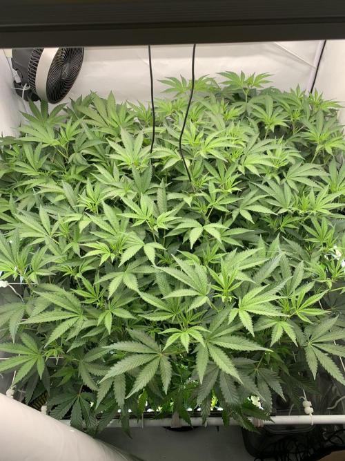 6.Grow: Papayton. Week 14 - 10.1.