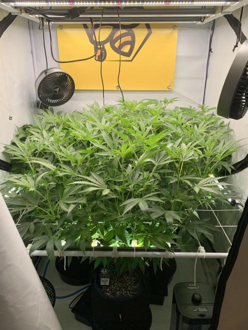 6.Grow: Papayton. Week 14 - 11.1.