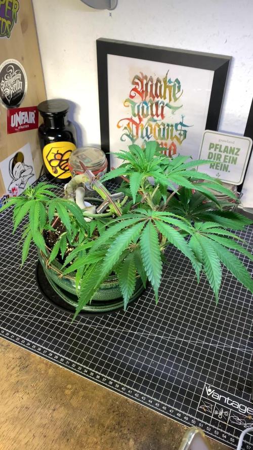 1.Bonsai: Lemon Cherry Runtz✌️