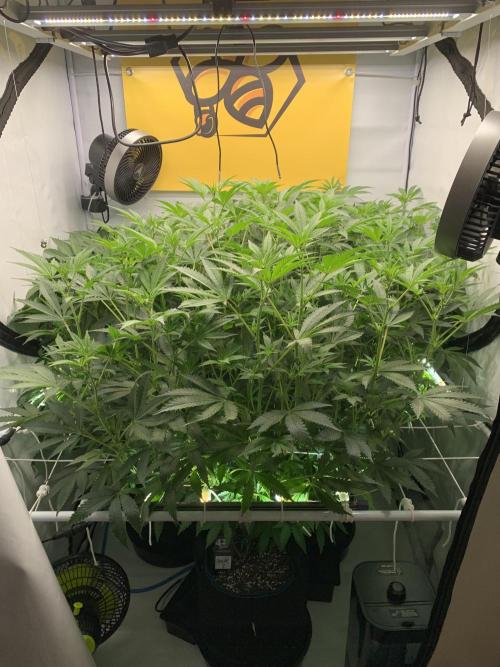 6.Grow: Papayton. Week 15 - 13.1.