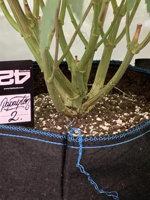 6.Grow: Papayton. Week 15 - 13.1.