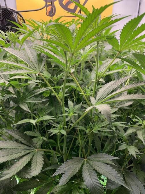 6.Grow: Papayton. Week 15 - 13.1.