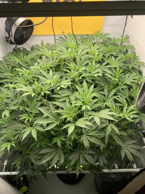 6.Grow: Papayton. Week 15 - 13.1.