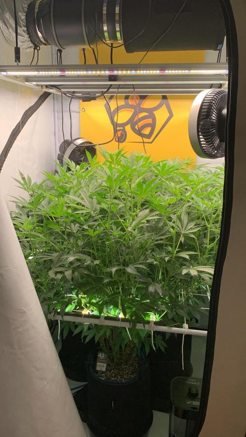 6.Grow: Papayton. Week 15 - 14.1.