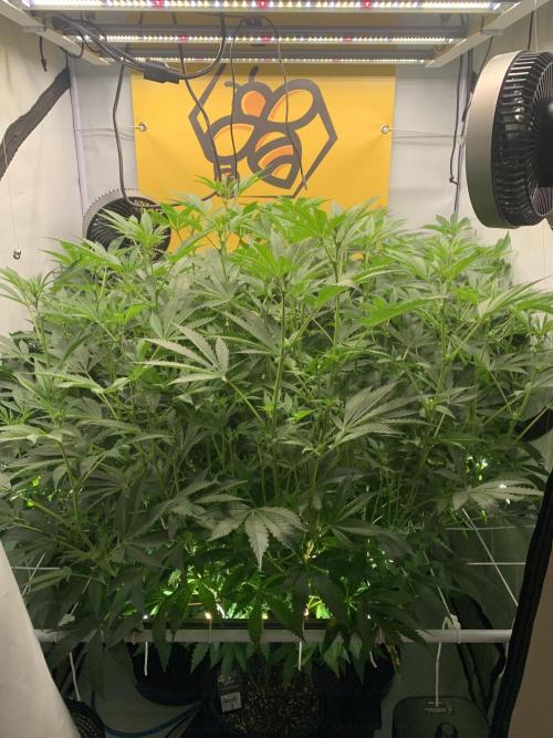 6.Grow: Papayton. Week 15 - 16.1.