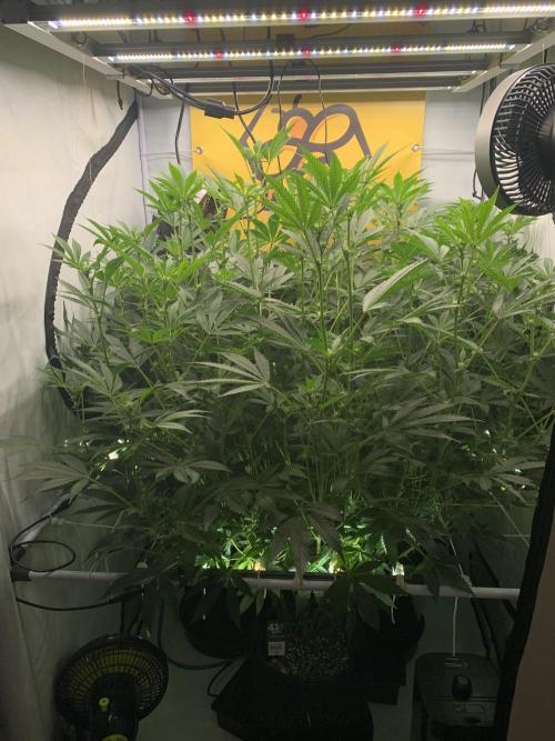 6.Grow: Papayton. Week 15 - 17.1.