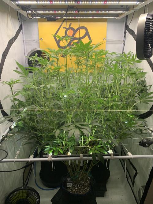 6.Grow: Papayton. Week 15 - 17.1.