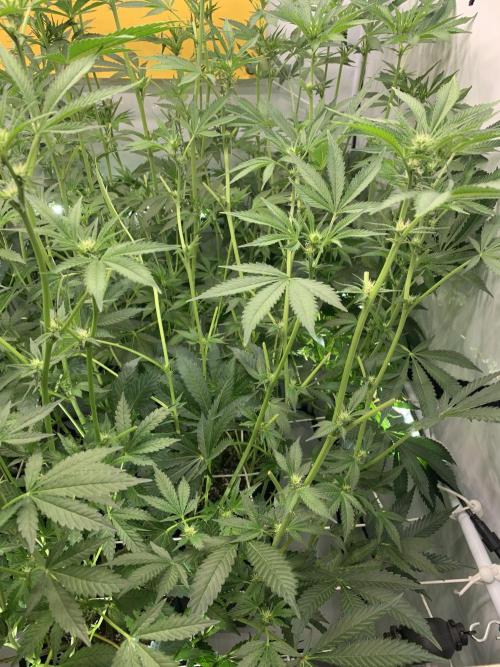 6.Grow: Papayton. Week 15 - 17.1.