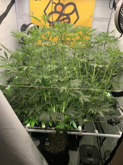 6.Grow: Papayton. Week 15 - 18.1.