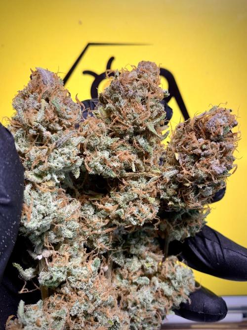 5.Grow: NewSetup Testrun 4 Fastbuds Aut.. Week 13 - Z-Up2